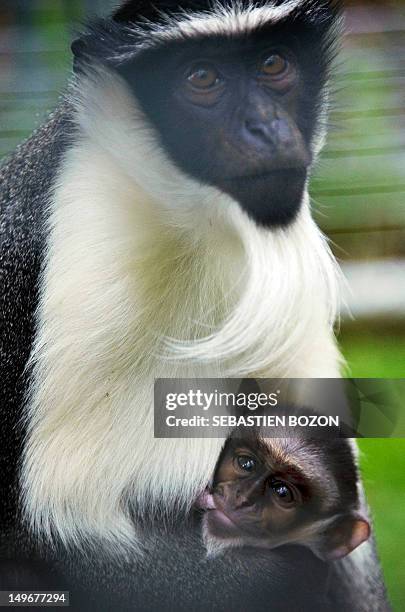 Cercopithecus Roloway Roloway Monkey Photos and Premium High Res Pictures - Getty Images