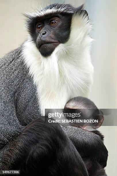 Cercopithecus Roloway 20 Roloway Monkey Stock Photos, High-Res Pictures, and Images - Getty ...