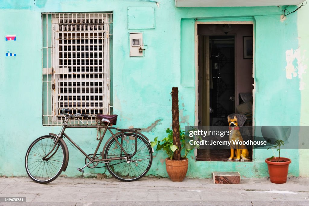Dog in doorway of Cuban home