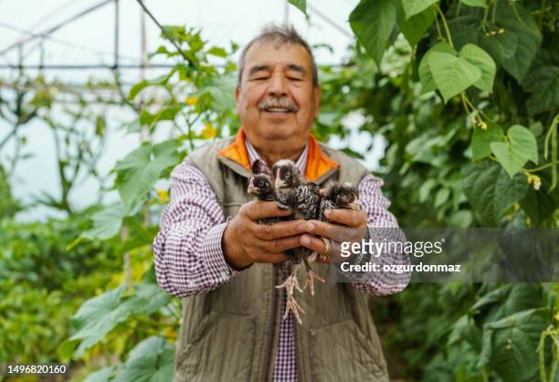 old man holding newborn chicks in a greenhouse - hatchery stock pictures, royalty-free photos & images