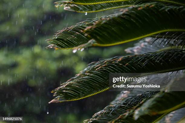 a woman sightseeing with an umbrella on a rainy day in a travel destination. - 鹿児島県 stockfoto's en -beelden