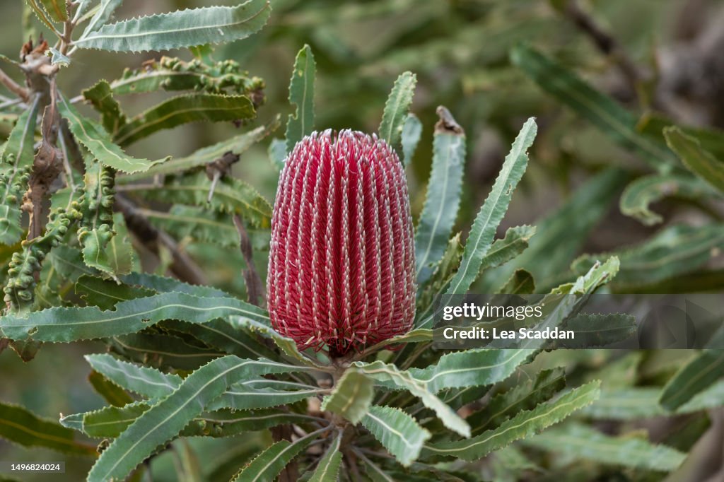 Banksia flower