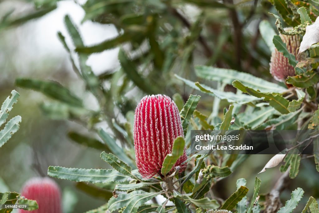 Banksia flower