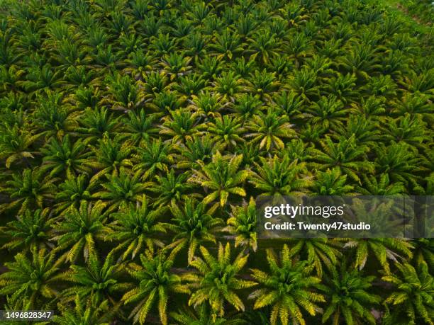 aerial view of palm oil plantation. nature texture and abstract - biofuel stock pictures, royalty-free photos & images