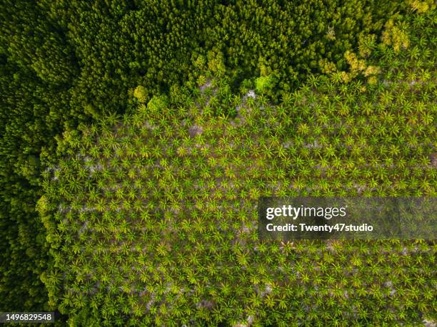 aerial view of palm oil plantation. nature texture and abstract - oil palm stock-fotos und bilder