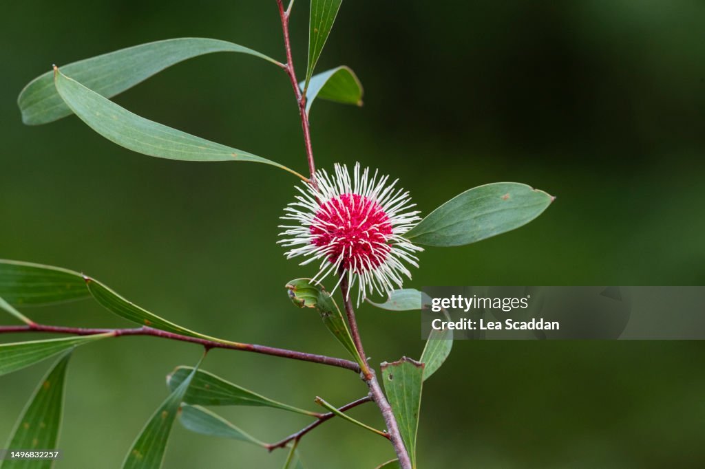Pincushion Hakea