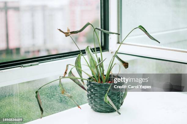 dry plant close to a open window - dying houseplant stock pictures, royalty-free photos & images