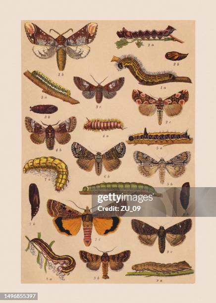 illustrations, cliparts, dessins animés et icônes de divers papillons (notodontidae, drepanidae, noctuidae), chromolithographie, publiée en 1892 - noeud coulant en huit