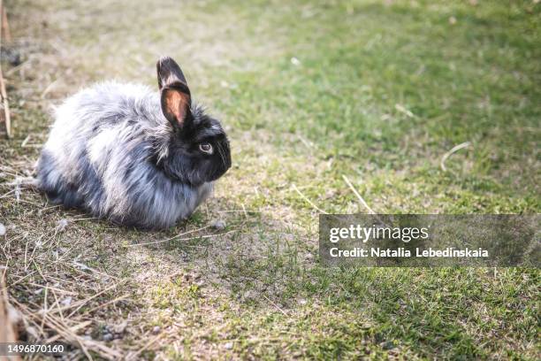 Angora Rabbit Nature Angora Rabbit Photos and Premium High Res Pictures - Getty Images