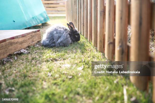 Angora Rabbit Nature Angora Rabbit Photos and Premium High Res Pictures - Getty Images