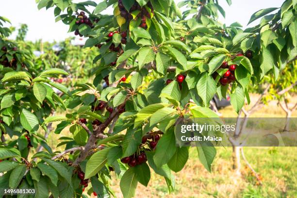 ripe cherries on a tree - cherry tree stockfoto's en -beelden