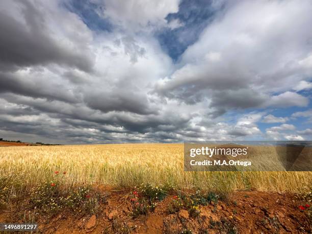 520 Foxtail Grass Stock Photos, High-Res Pictures, and Images