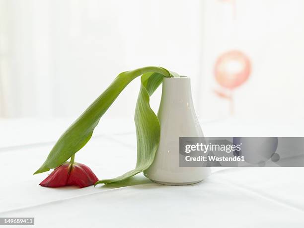 germany, cologne, vase with limp tulip, close up - flaccid stock pictures, royalty-free photos & images