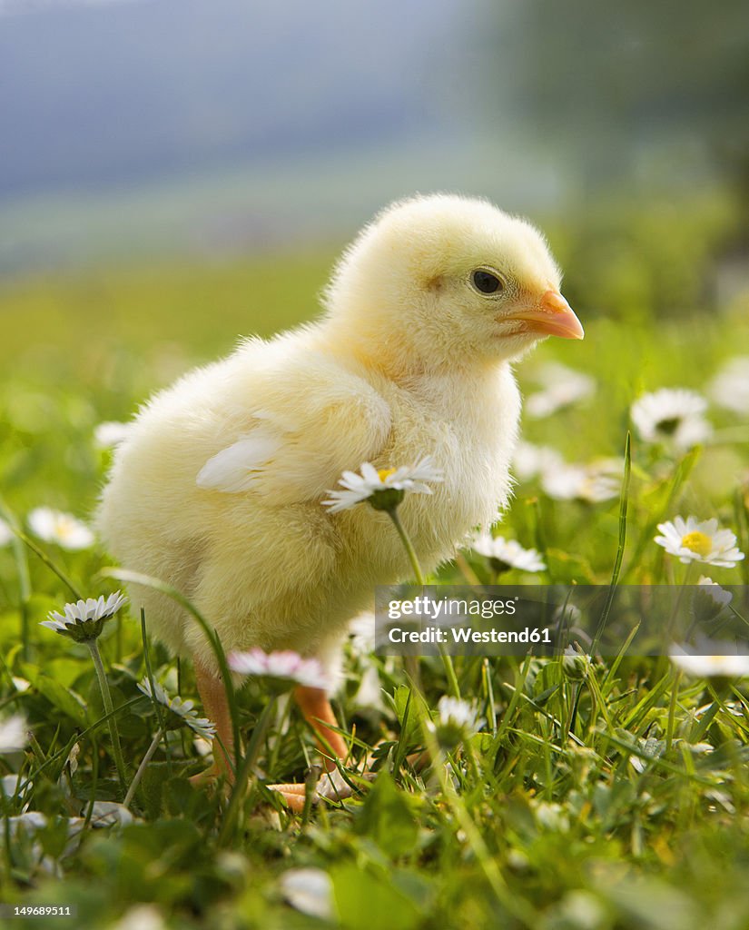 Austria, Baby chicken in meadow, close up