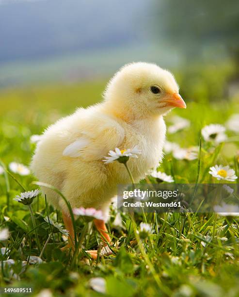 austria, baby chicken in meadow, close up - baby chicken stock pictures, royalty-free photos & images