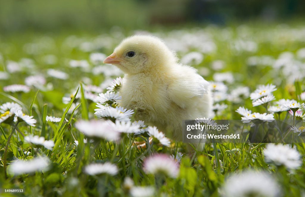 Austria, Baby chicken in meadow, close up