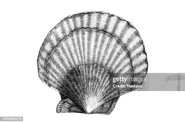 seashell - seashell stock illustrations
