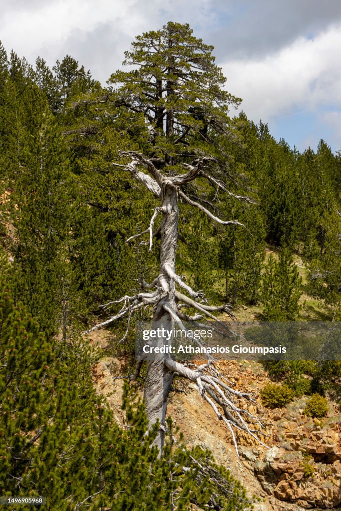 Valia Kalda National Park on June 04, 2023 in Epirus, Greece. Pindus ...