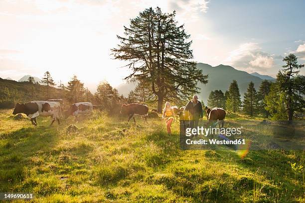 austria, salzburg county, woman and farmer walking in alpine meadow with cows - viehweide stock-fotos und bilder