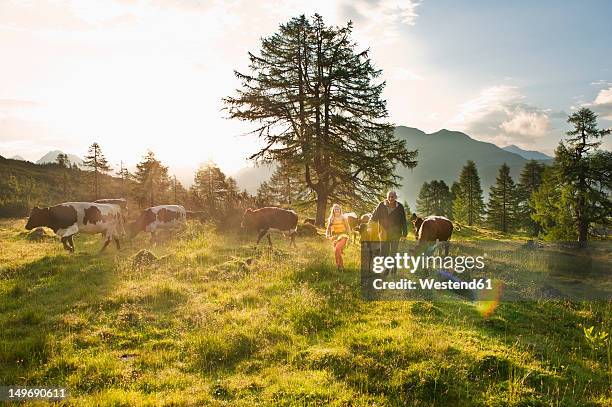 austria, salzburg county, woman and farmer walking in alpine meadow with cows - pasture stock pictures, royalty-free photos & images