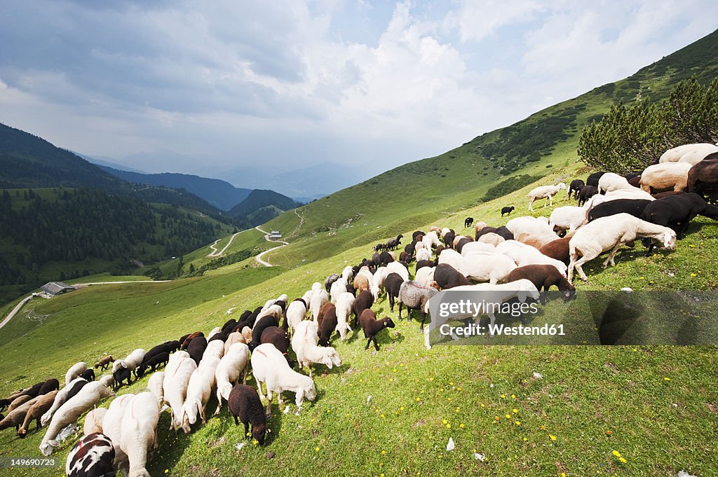 Austria, Salzburg County, Flock of sheep on mountain