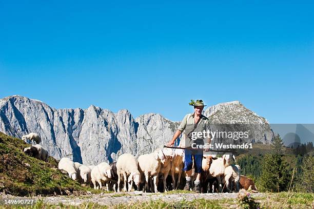 austria, salzburg county, shepherd herding sheep on mountain - shepherds staff stockfoto's en -beelden