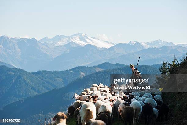 austria, salzburg county, shepherd herding sheep on mountain - hirte stock-fotos und bilder
