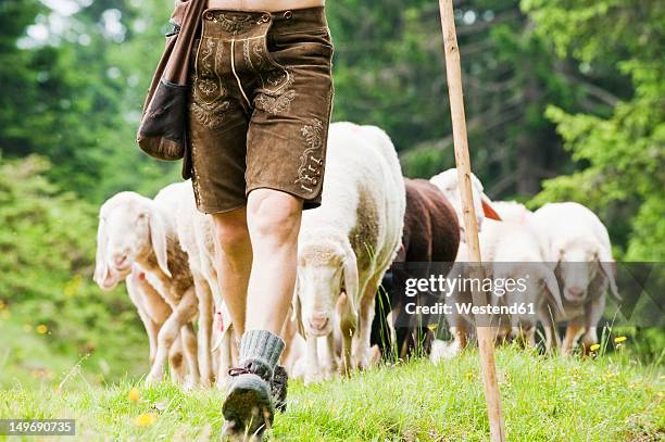 austria, salzburg county, shepherd herding sheep on mountain - traditionally austrian stock pictures, royalty-free photos & images