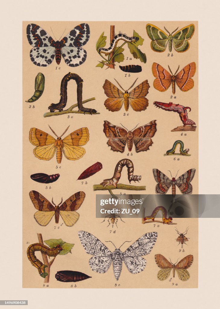 Various butterflies (Geometridae), chromolithograph, published in 1892