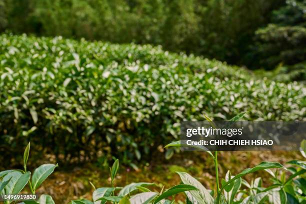 Green Tea Stack Green Tea Stalk Photos and Premium High Res Pictures - Getty Images