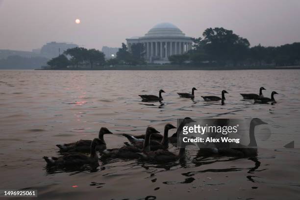 Flock of geese swim in front of the Thomas Jefferson Memorial as in hazy smoke covers Tidal Basin on June 8, 2023 in Washington, DC. Air quality...