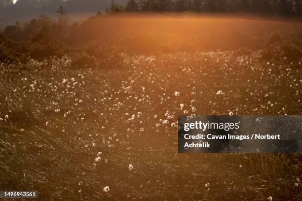 sunlight falling on cotton grass (eriophorum angustifolium) growing in field, bavaria, germany - wollgras stock-fotos und bilder