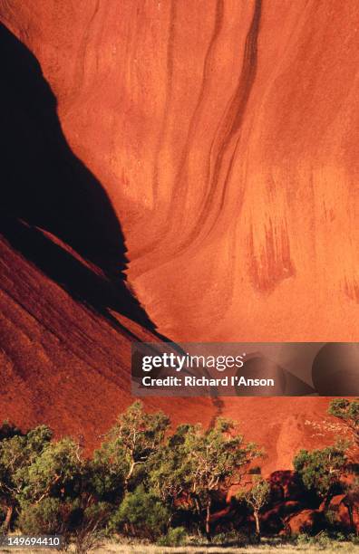 trees at foot of rock face, uluru (ayers rock). - uluru stock pictures, royalty-free photos & images
