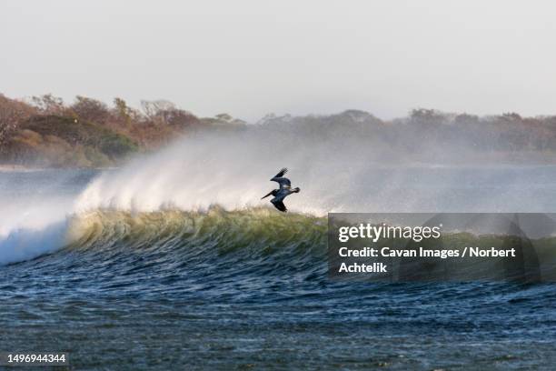 pelican flying over sea, tamarindo, costa rica - playa tamarindo - fotografias e filmes do acervo