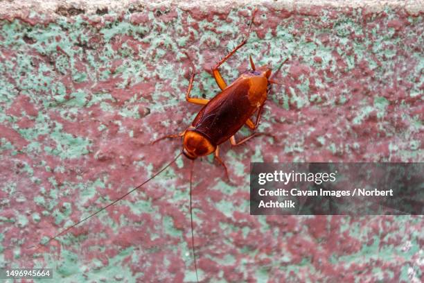 close-up of a cockroach (periplaneta americana), canaima national park, venezuela - blatta americana stock pictures, royalty-free photos & images