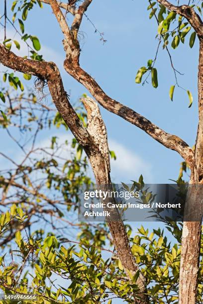 great potoo (nyctibius grandis) perching on tree branch, orinoco delta, venezuela - great potoo nyctibius grandis stock pictures, royalty-free photos & images