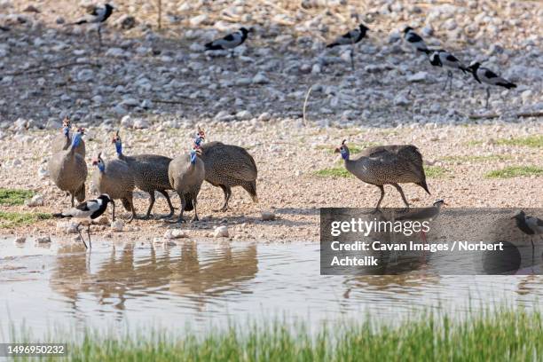 helmeted guineafowl at lakeside, namibia, africa - spotted lake stock pictures, royalty-free photos & images