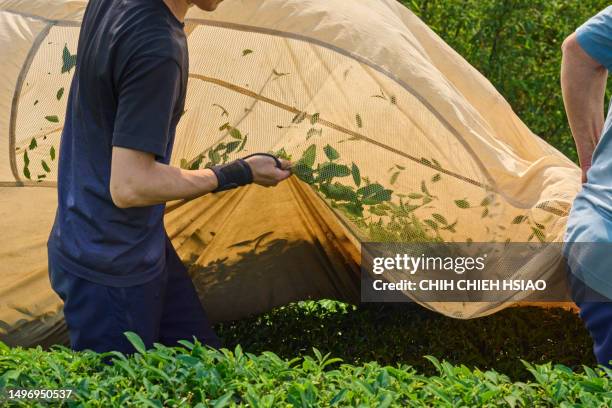 asian farmer picking up tea leaves with modern equipment machine at the tea plantations. - taipei tea stock pictures, royalty-free photos & images