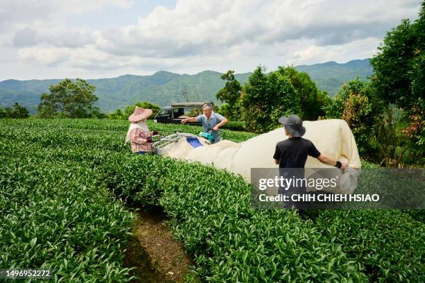 asian farmer picking up tea leaves with modern equipment machine at the tea plantations. - taipei tea stock pictures, royalty-free photos & images