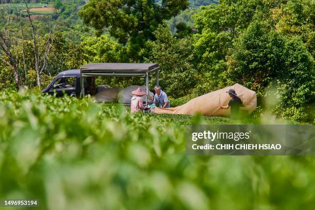 asian farmer picking up tea leaves with modern equipment machine at the tea plantations. - taipei tea stock pictures, royalty-free photos & images