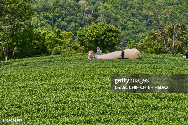 asian farmer picking up tea leaves with modern equipment machine at the tea plantations. - taipei tea stock pictures, royalty-free photos & images