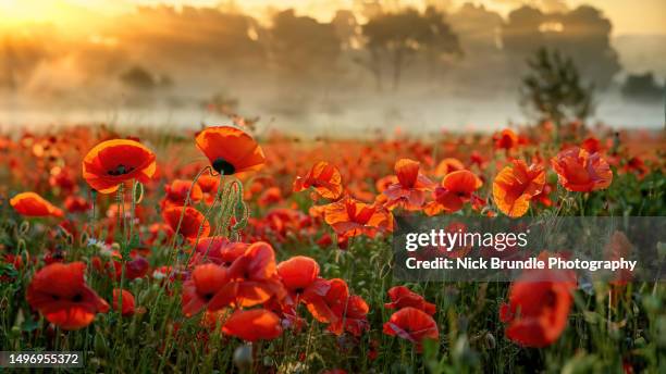 a field of poppies - remembrance day stock pictures, royalty-free photos & images