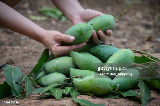 someone hands holding a fresh mangoes after picking. - mango tree stock pictures, royalty-free photos & images