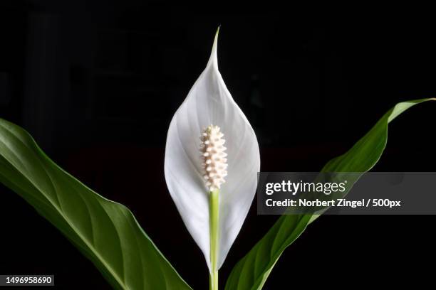 close-up of white lotus water lily,essen,germany - spathiphyllum stock pictures, royalty-free photos & images