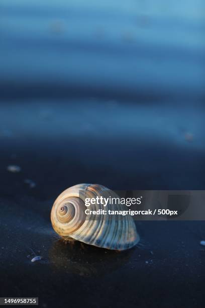 close-up of snail,egypt - coquille et coquillage photos et images de collection