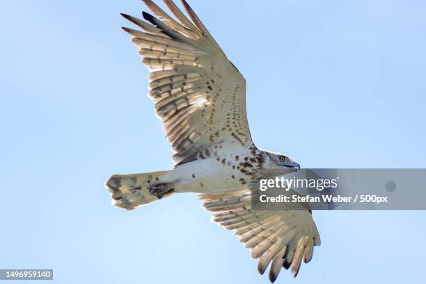 low angle view of eagle flying against clear blue sky,spanien,spain - spanien stock pictures, royalty-free photos & images