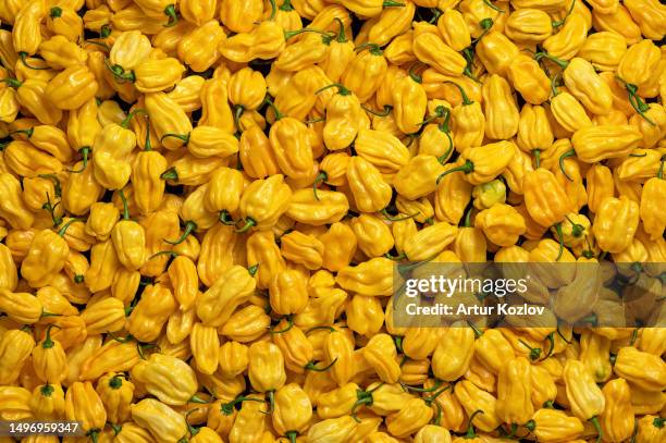 lots of yellow habanero hot peppers. background from yellow habaneros. harvest of peppers. mexican ripe hot pepper. bright spice. spicy food. top view - habanero stock pictures, royalty-free photos & images