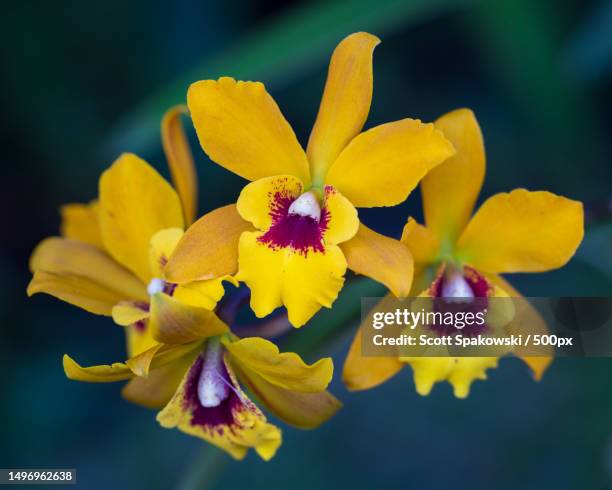 close-up of yellow flowering plant,palm city,florida,united states,usa - biology stock pictures, royalty-free photos & images