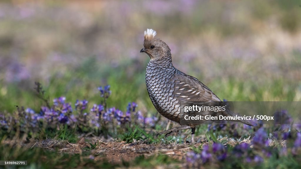 Close-up of quail perching on purple quail,Hereford,Arizona,United States,USA