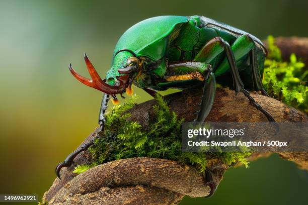 close-up of insect on wood,nagpur division,maharashtra,india - horned beetle bildbanksfoton och bilder